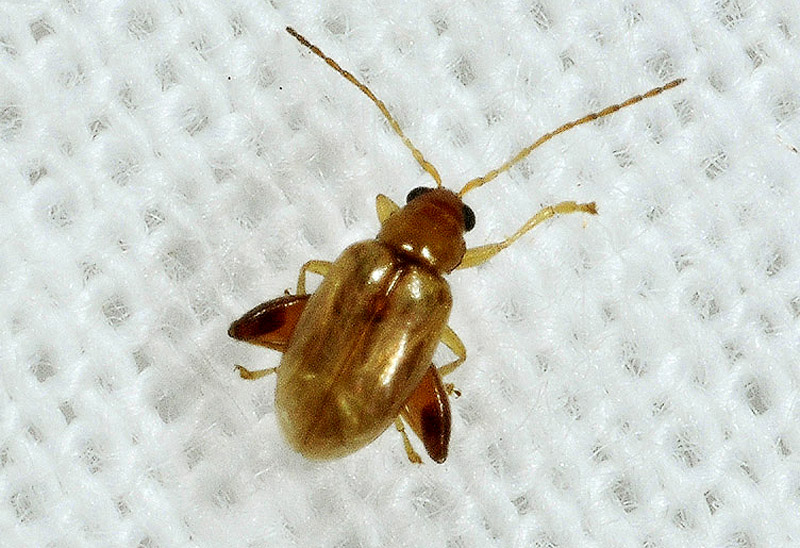 Chrysomelidae: Longitarsus sp.